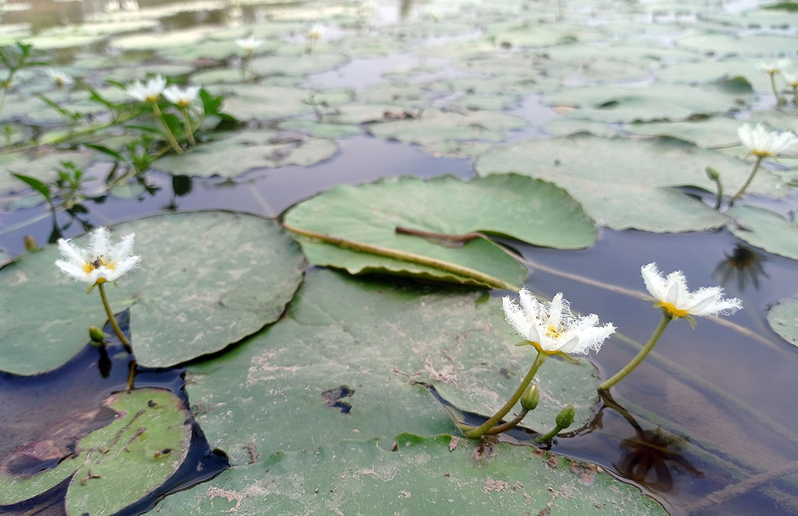 आजका तस्बिर- वैशाख १२