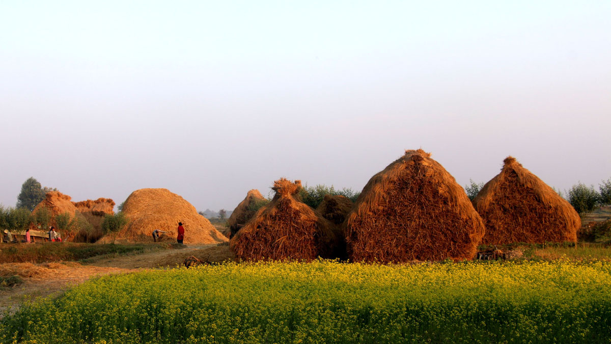 आजका तस्बिरहरू मंसिर १९