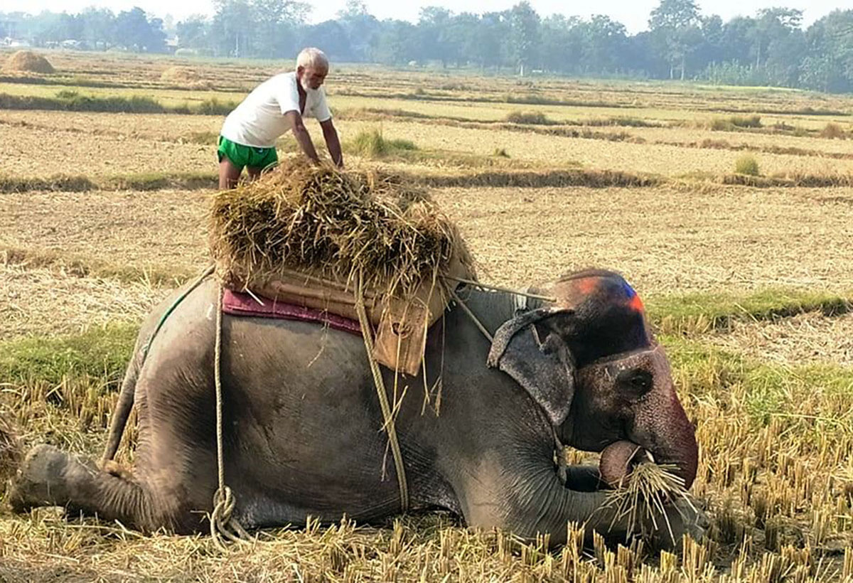 आजका तस्बिरहरू मंसिर ८