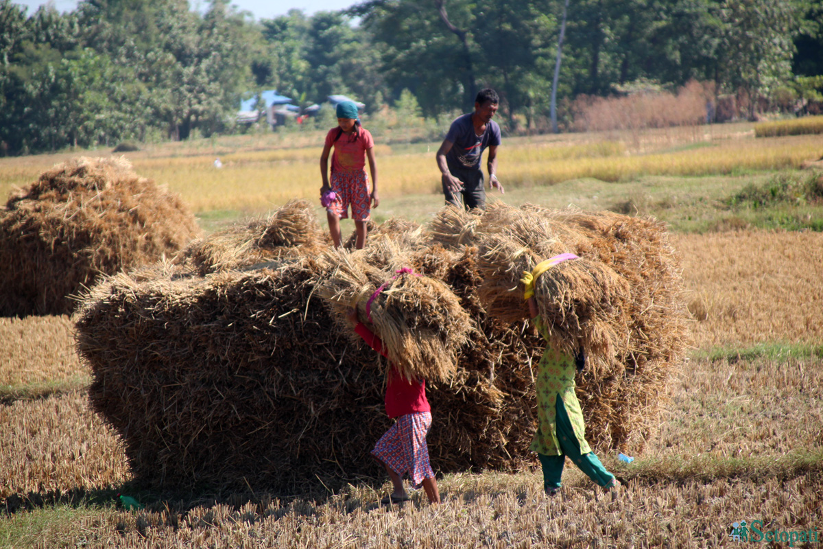 आजका तस्बिरहरू मंसिर ९