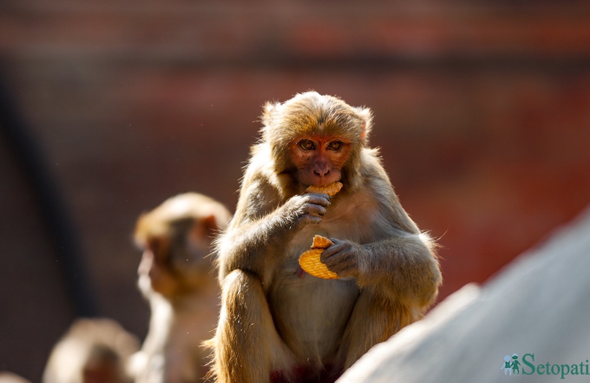 आजका तस्बिरहरू- फागुन १०