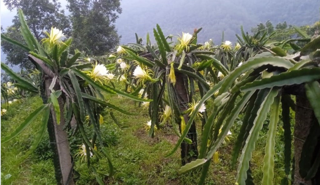 आजका तस्बिर-असार २४