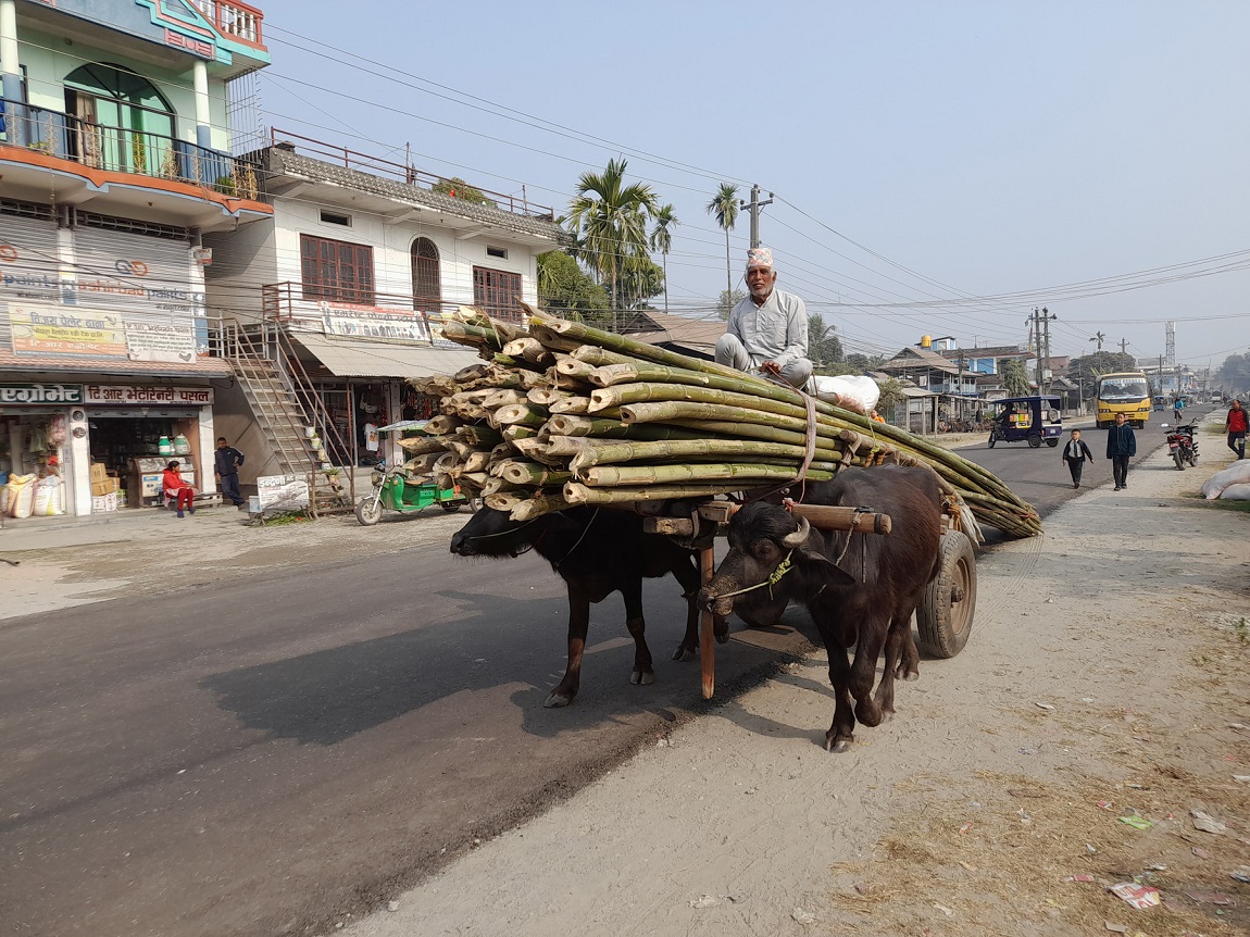 आजका तस्बिर- फागुन १२