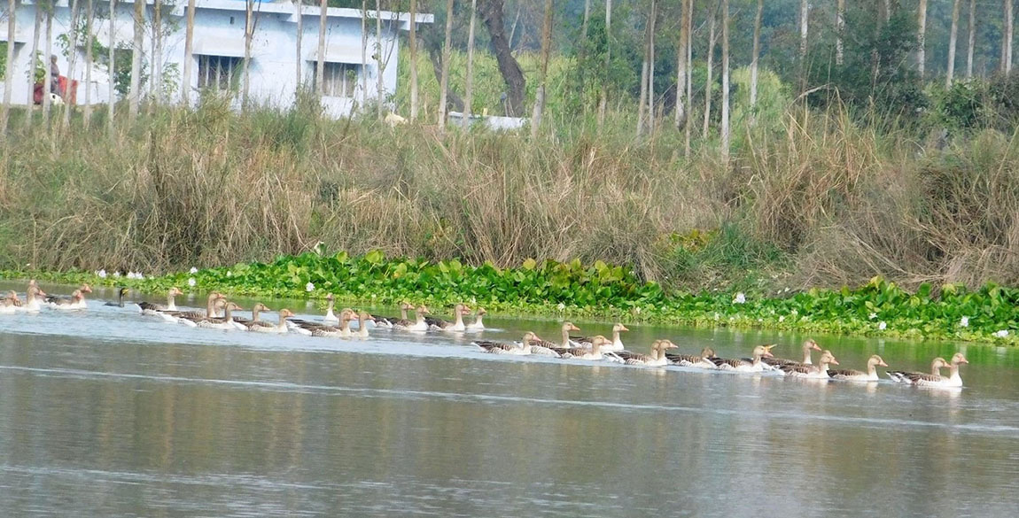 आजका तस्बिर मंसिर १८