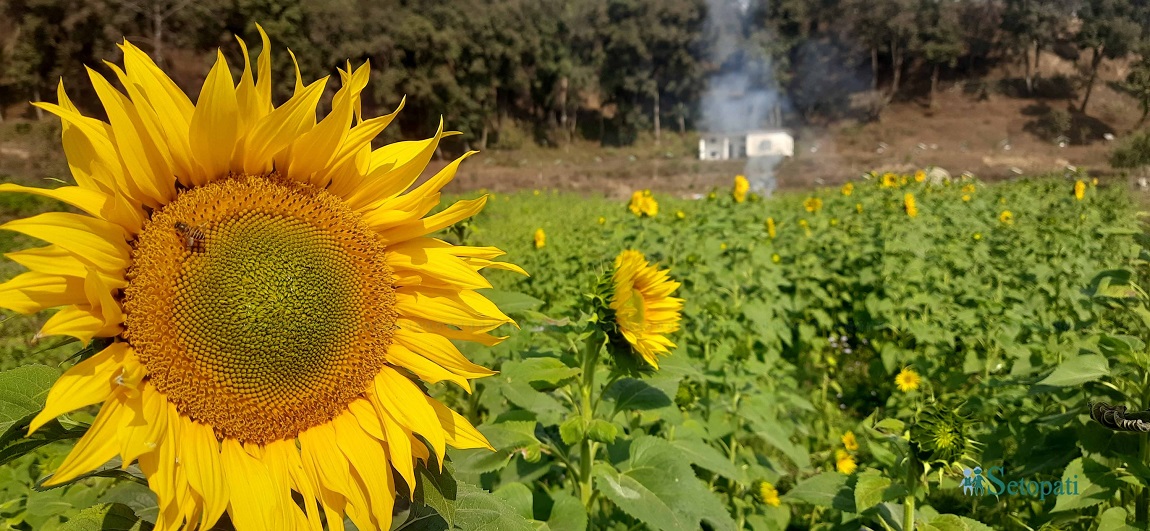 आजका तस्बिर- फागुन ३