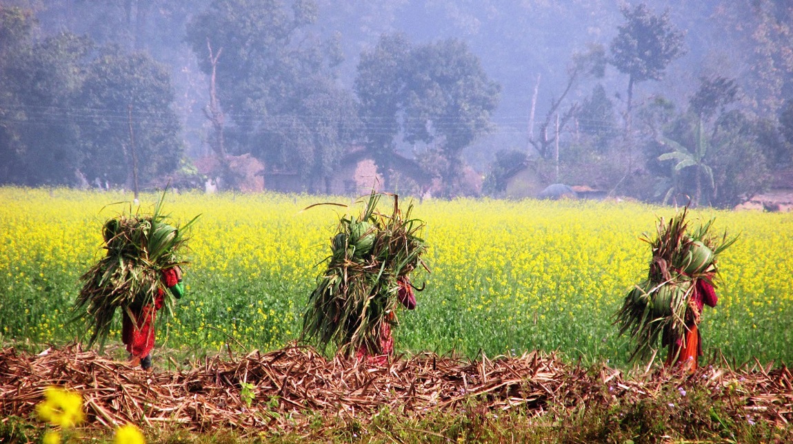 आजका तस्बिर- माघ २८