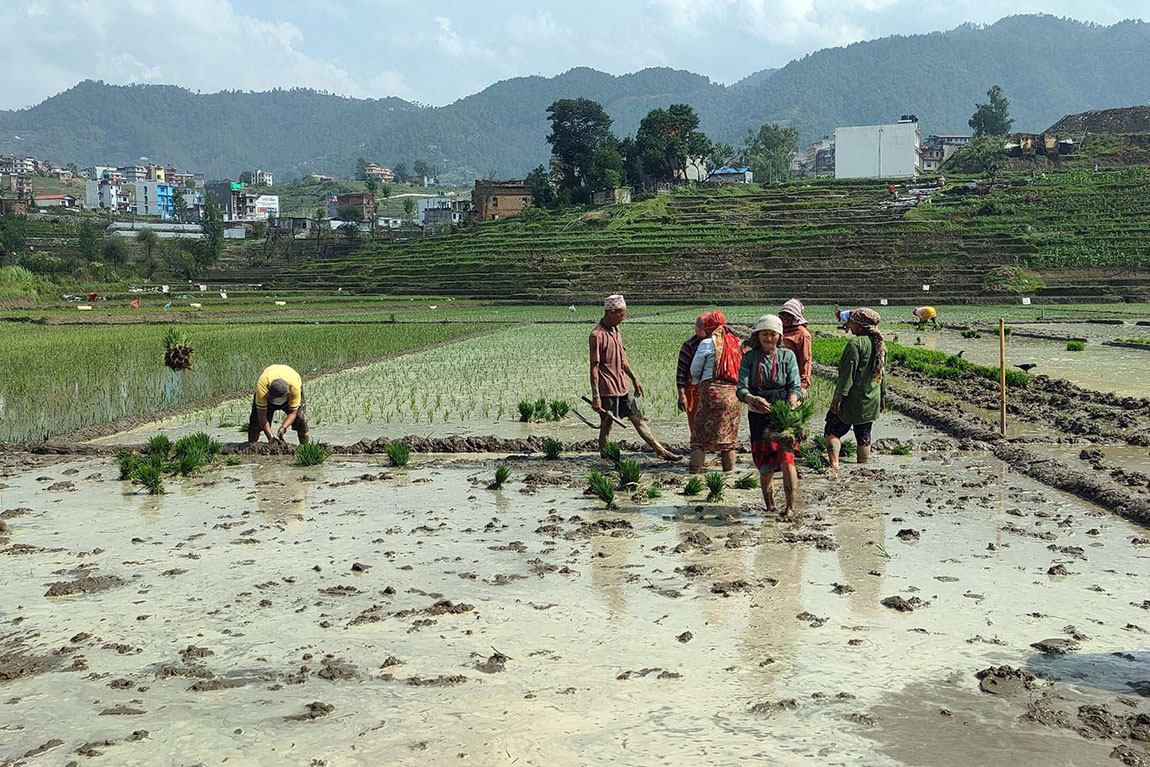 आजका तस्बिर- असार १