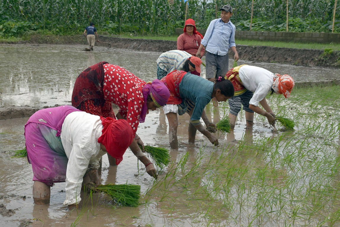 आजका तस्बिर- असार १४