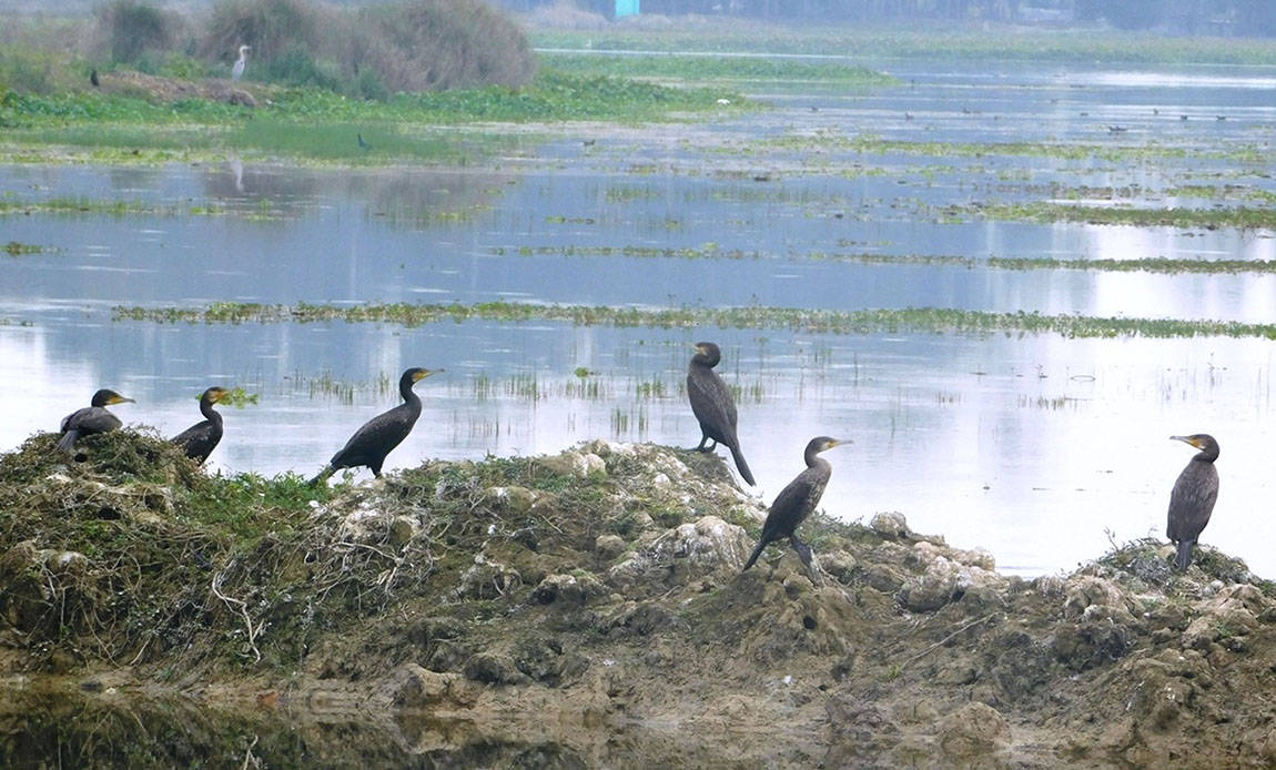 आजका तस्बिर मंसिर १८