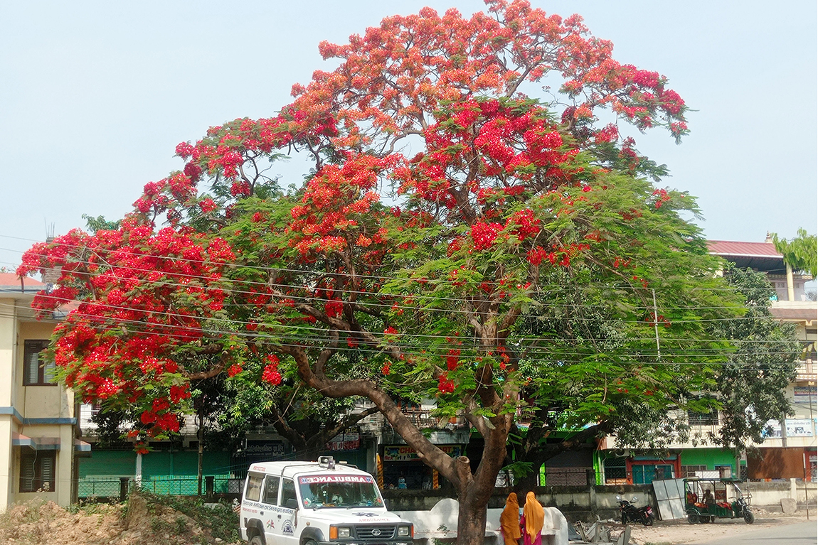 आजका तस्बिर- वैशाख १३