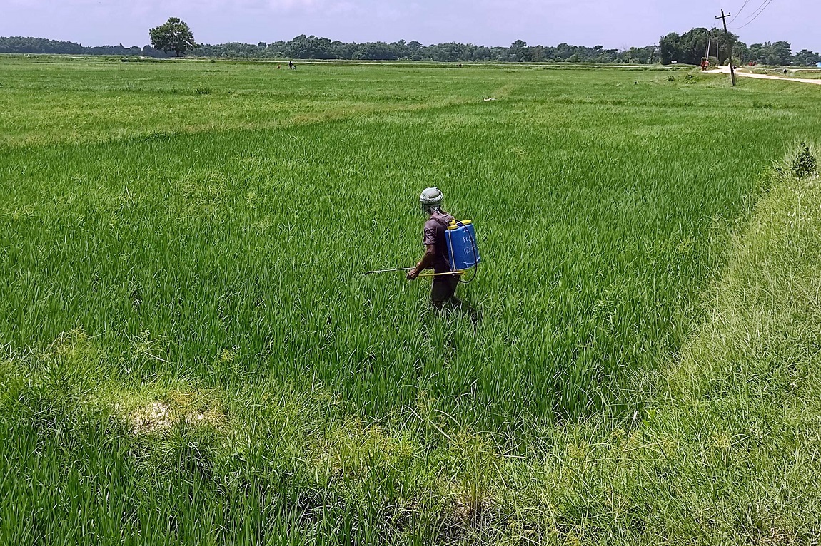 आजका तस्बिर- भदौ ६