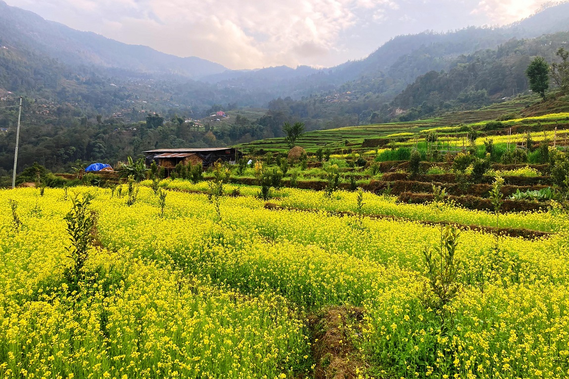 आजका तस्बिर माघ १८