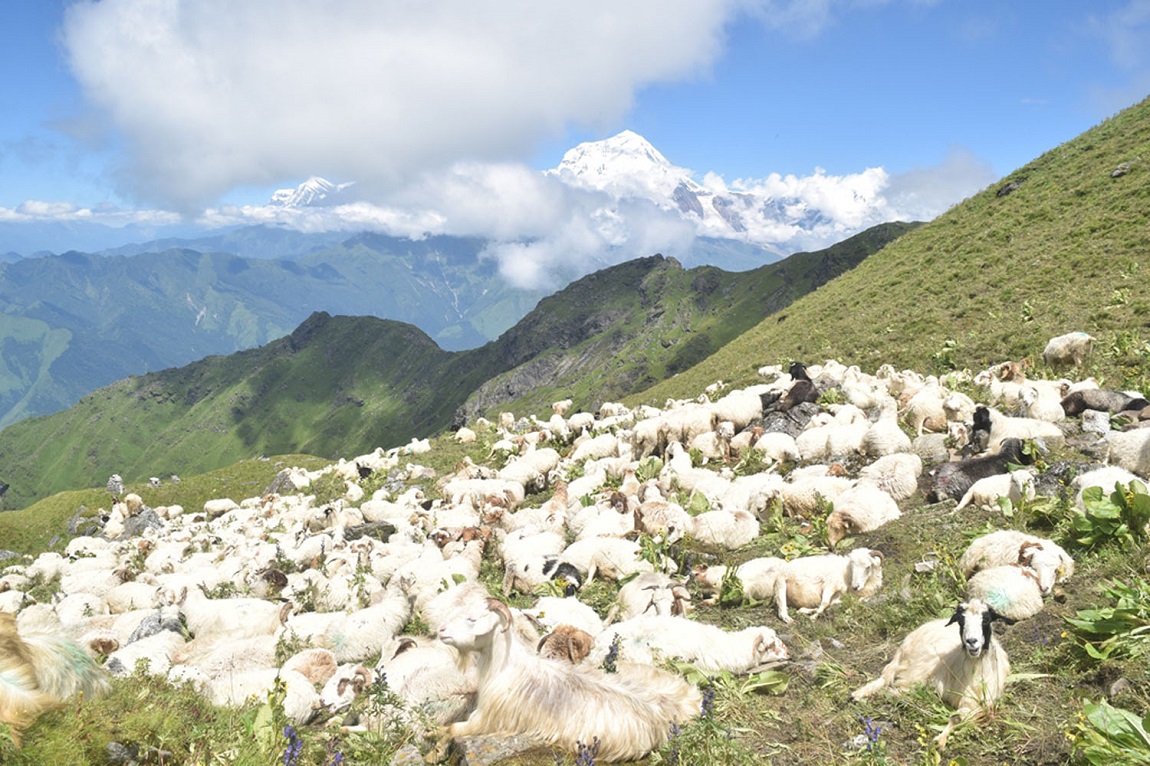 आजका तस्बिर: ११