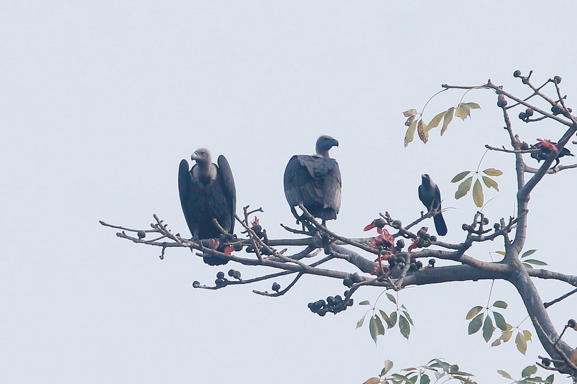 आजका तस्बिर- भदौ १२