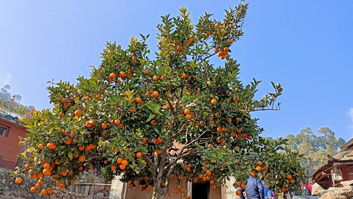 आजका तस्बिर- पुस २