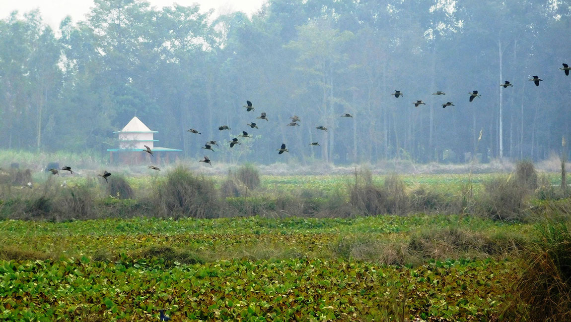 आजका तस्बिरहरू- मंसिर २०