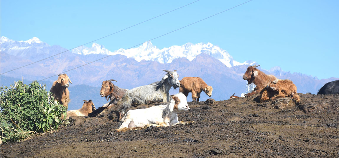 आजका तस्बिर पुस ५