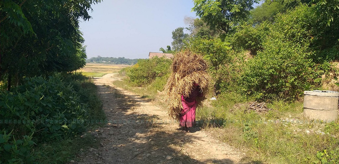 आजका तस्बिर- कात्तिक १२