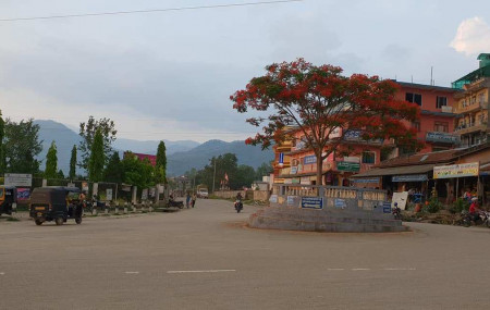 सिन्धुलीमाढी बजारको चोकमा रहेको गुलमोरको बोट। यो बोट उखेलेर फालिएको छ। फाइल तस्बिर: जयकुमार सापकोटा