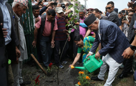 कोटेश्वरको चक्रपथमा नासपातीको बिरूवा रोप्दै प्रधानमन्त्री ओली। असार १४ गते कोटेश्वर-कलंकी खण्डमा रोपिएका धेरै बिरूवा पानी नपाएर सुकेका छन्। फाइल तस्बिर।