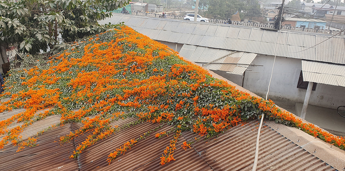 आजका तस्बिर- माघ २२