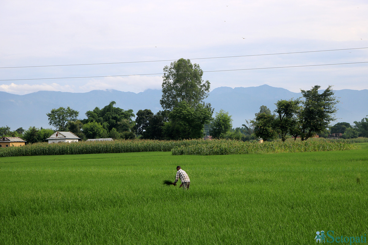 आजका तस्बिरहरू- साउन १७