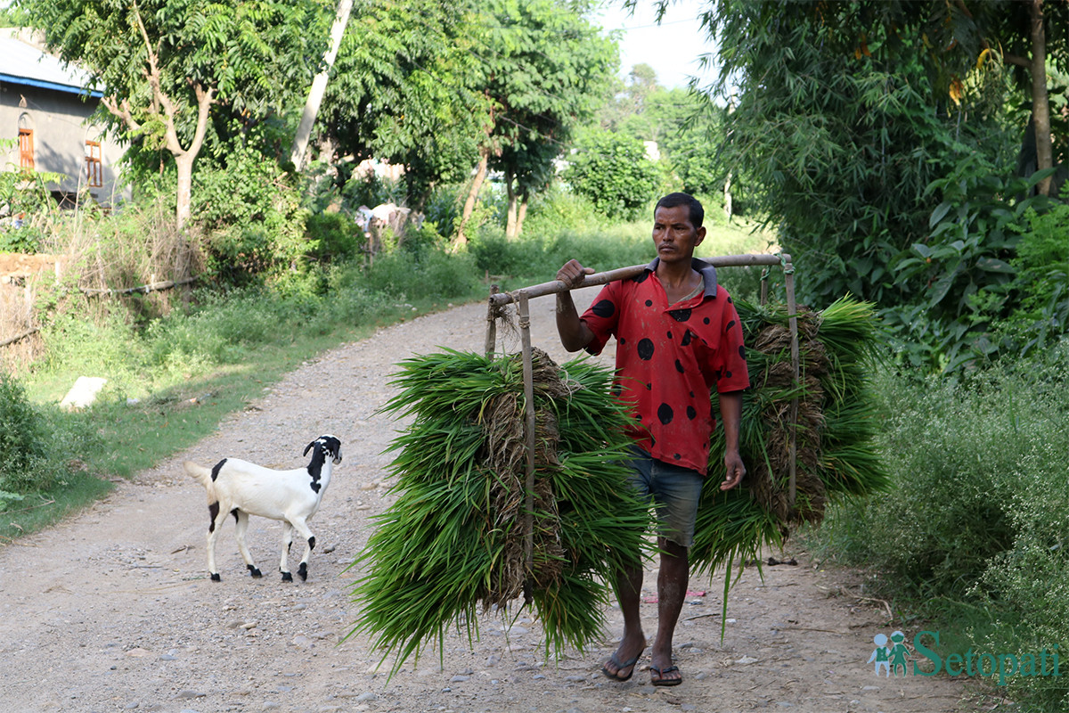 आजका तस्बिरहरू- साउन २६