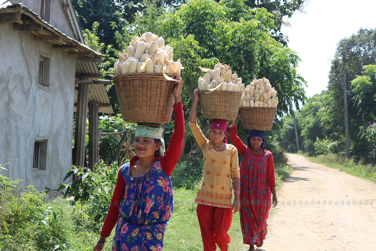 आजका तस्बिरहरू असोज २