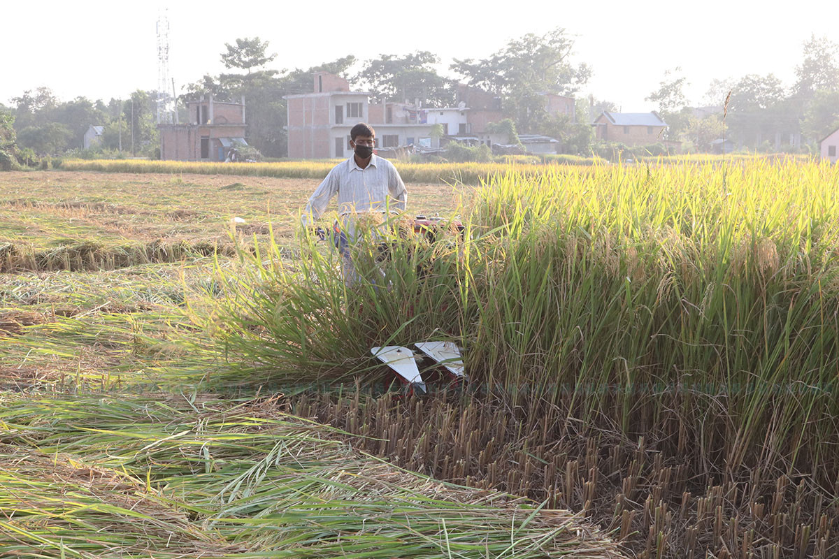 आजका तस्बिरहरू असोज ३१