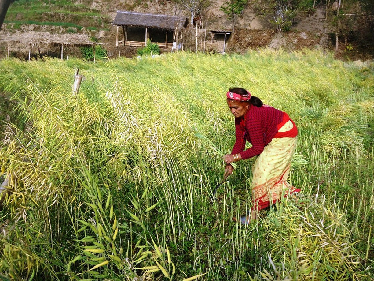 आजका तस्बिरहरू फागुन १४