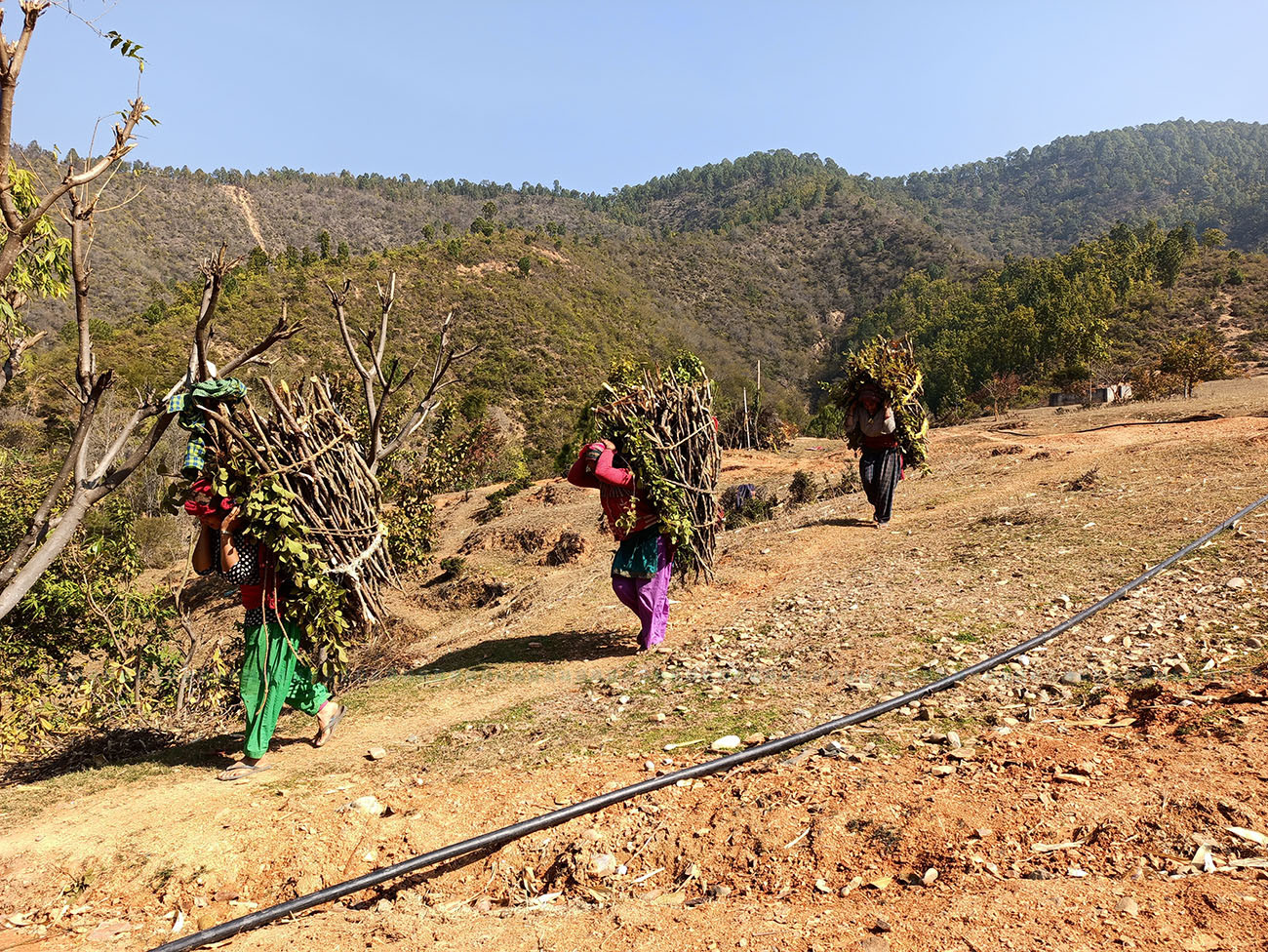 आजका तस्बिर माघ २९