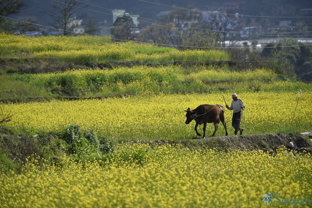 आजका तस्बिरहरू चैत ६