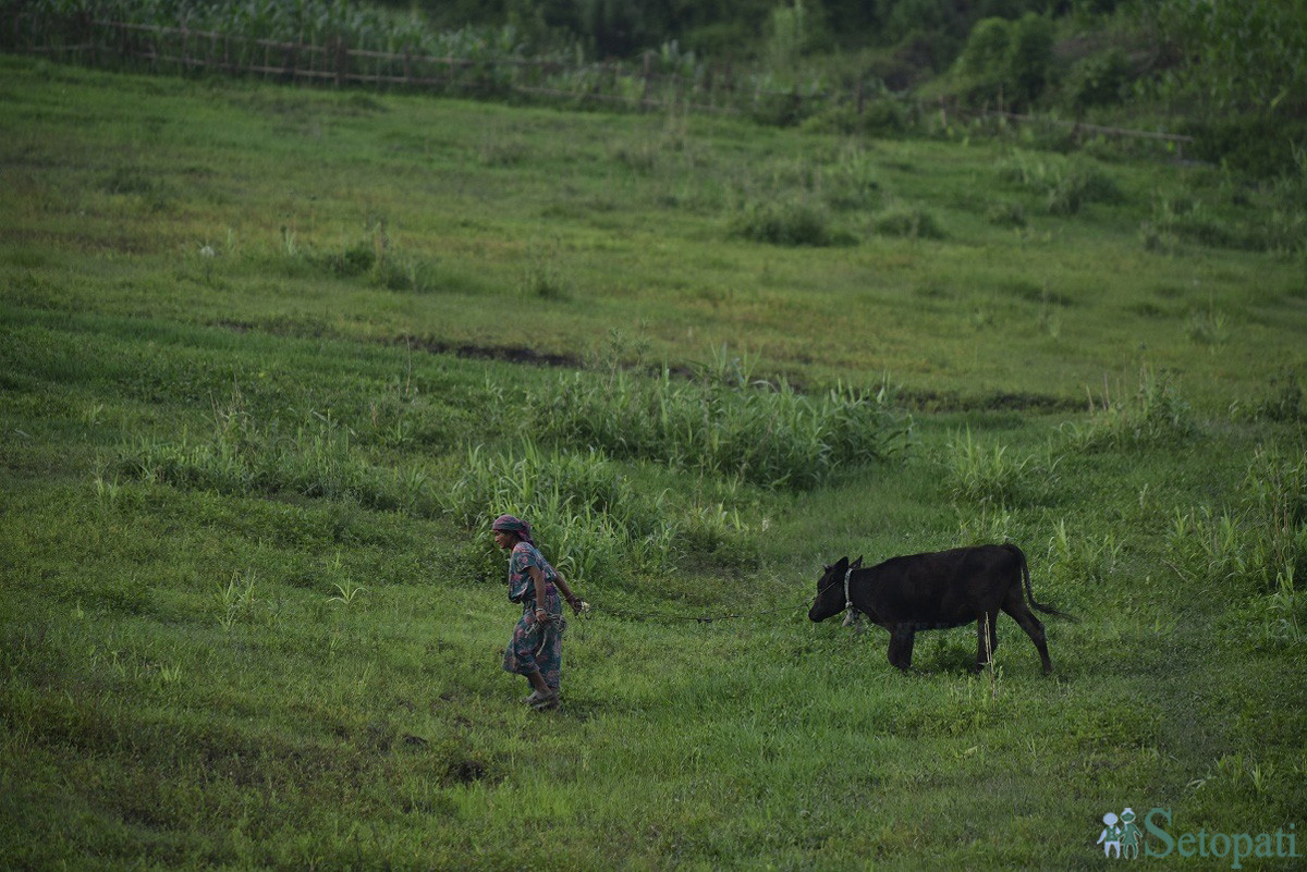 आजका तस्बिरहरू असार २९