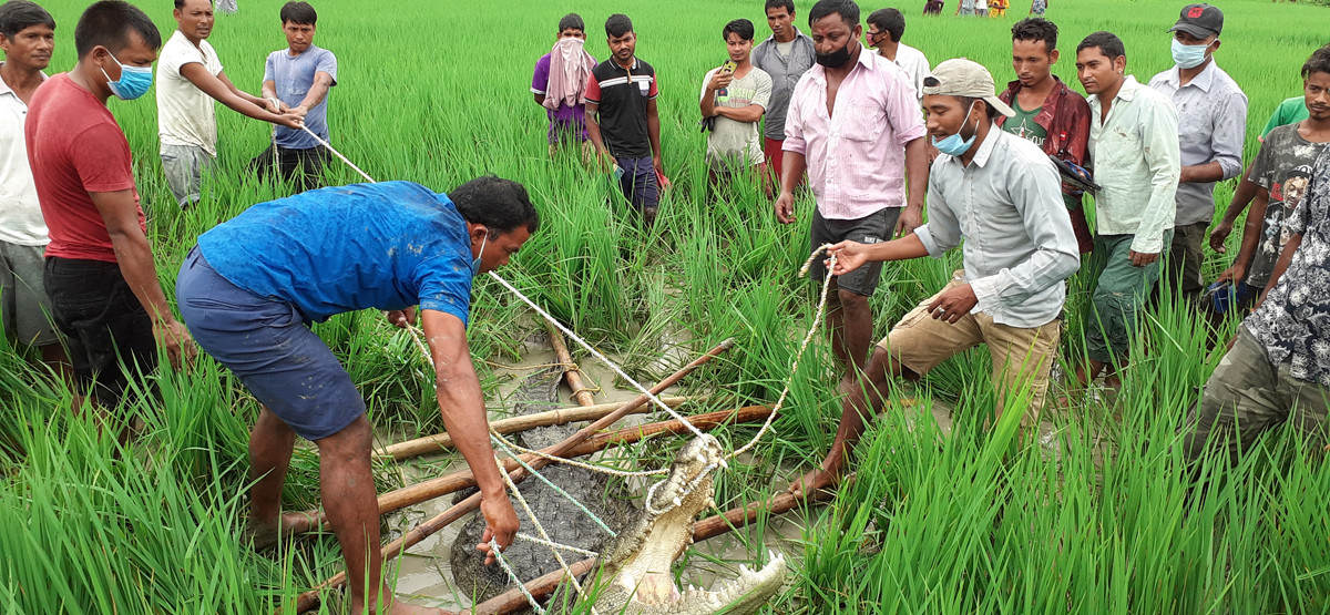 तस्बिरहरू सौजन्य: रेञ्जर नारायणप्रसाद देवकोटा।