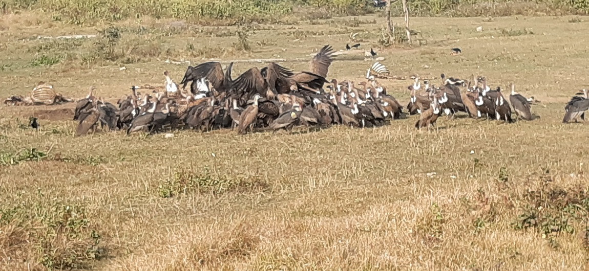 आजका तस्बिर पुस ५