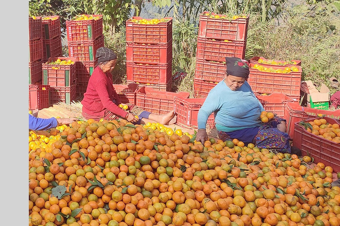 आजका तस्बिर- मंसिर ९