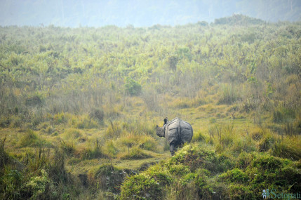 चितवन राष्ट्रिय निकुञ्जमा गैंडा। तस्बिर: नारायण महर्जन/सेतोपाटी