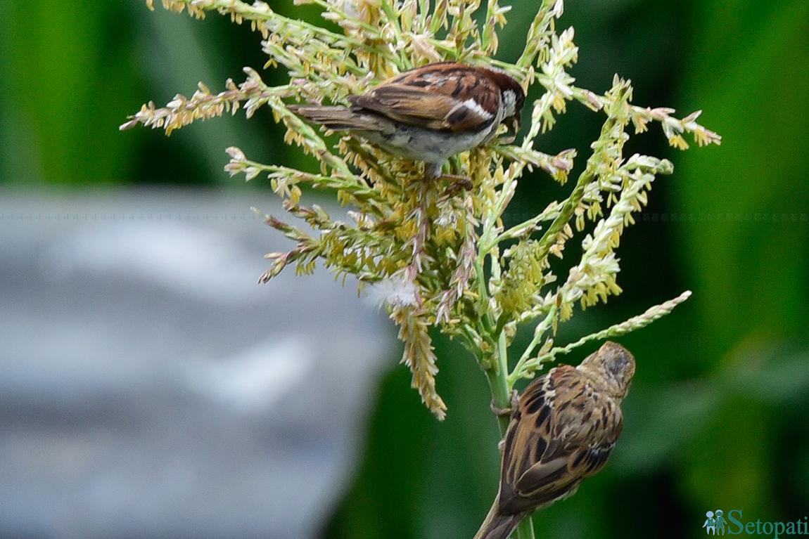 आजका तस्बिर- जेठ २८