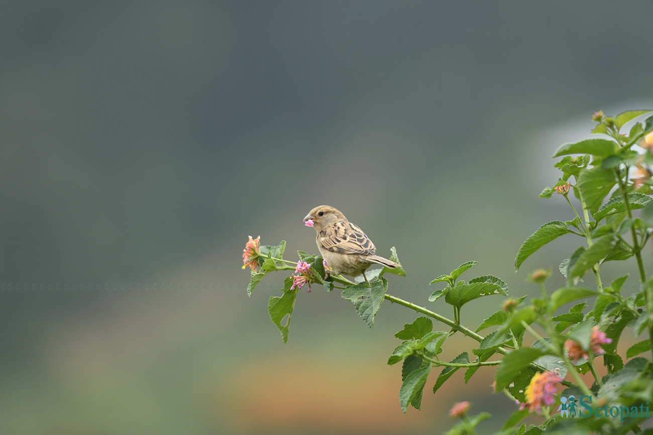 आजका तस्बिरहरू