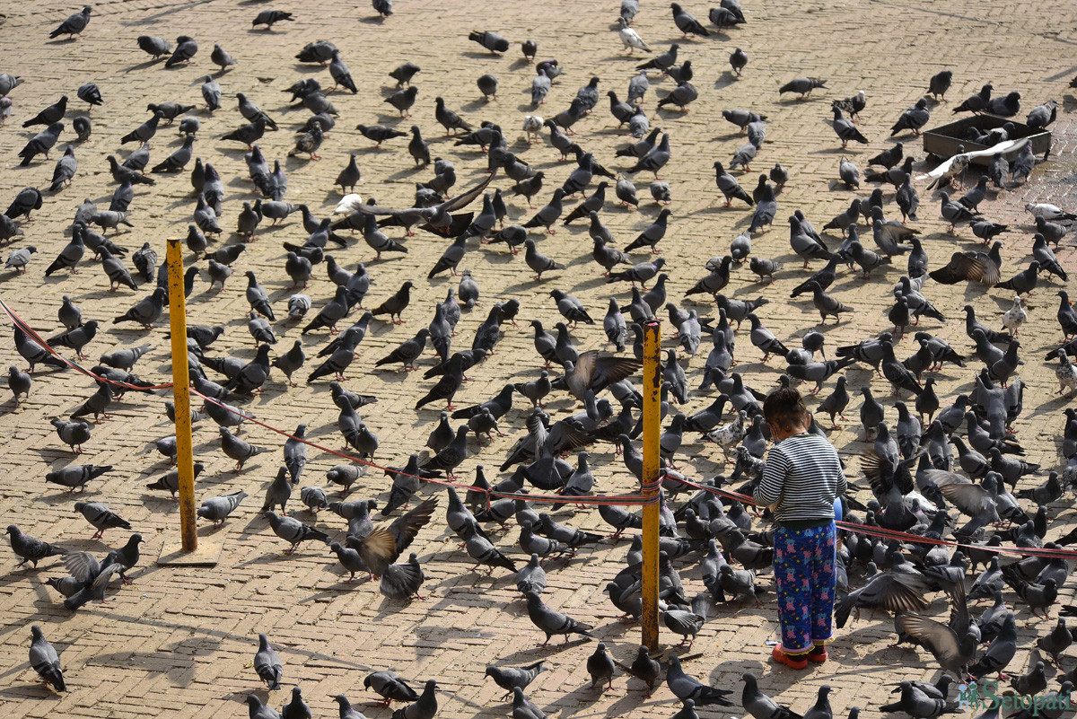 आजका तस्बिरहरू मंसिर ३०