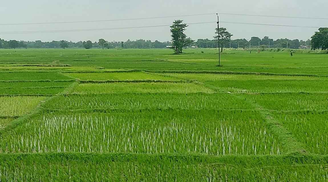 आजका तस्बिर- साउन १५