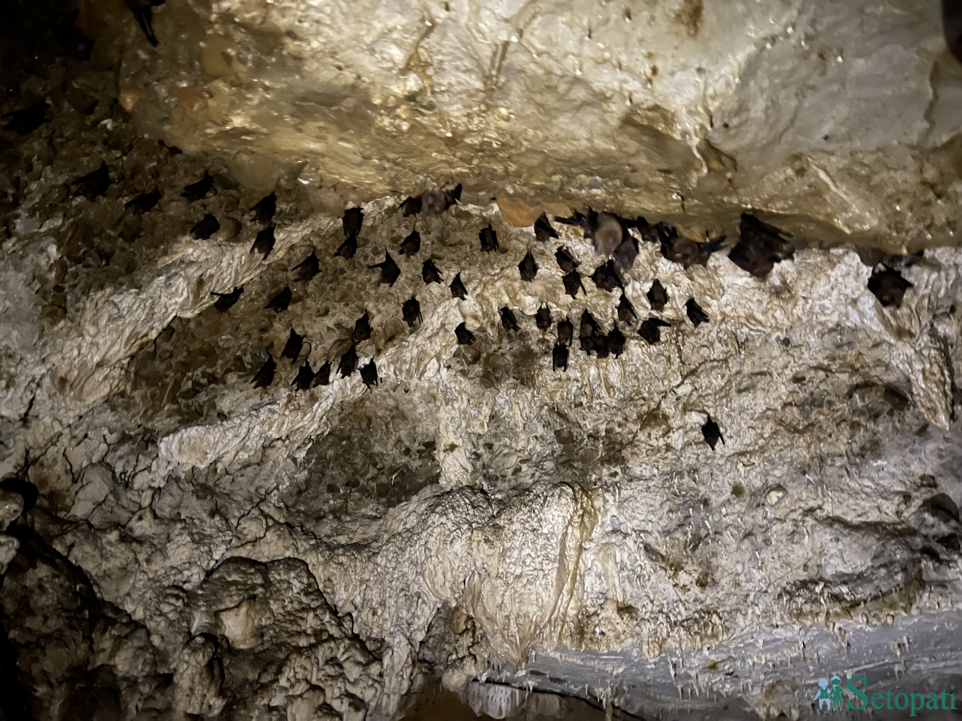 Bat-in-kumari-cave-1727350372.JPG