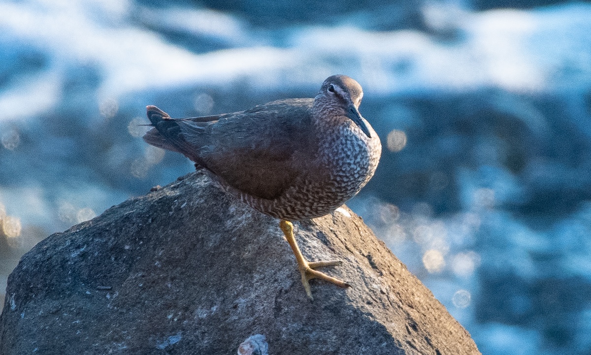 Bird-by-Anuj-Ghimire3-1725473440.jpg