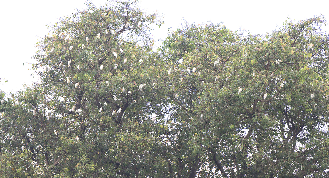 आजका तस्बिर- भदौ ५