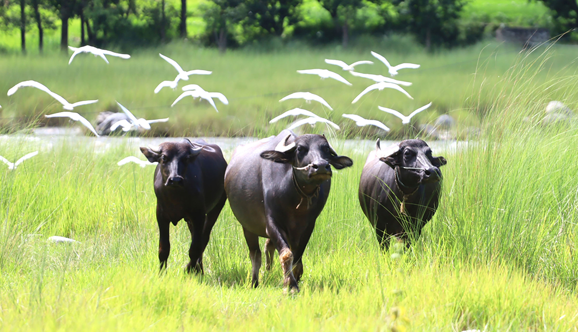 आजका तस्बिर- भदौ १४