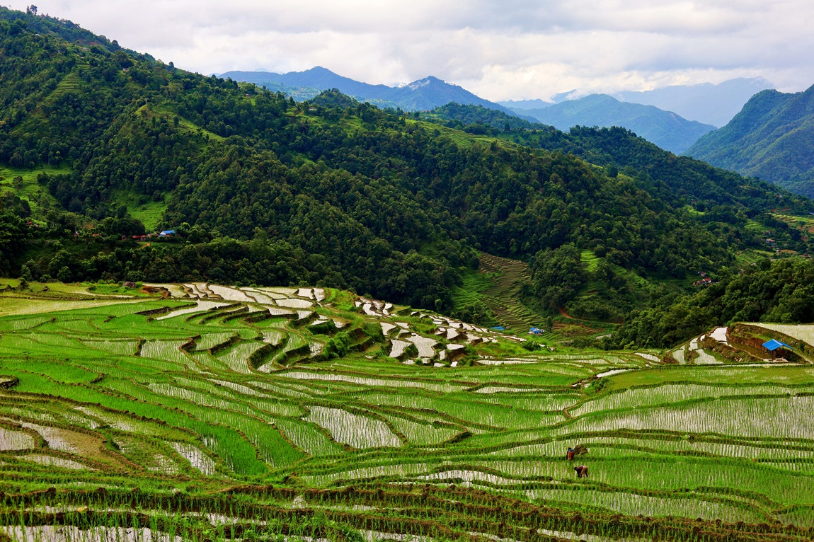 आजका तस्बिर- असार २०