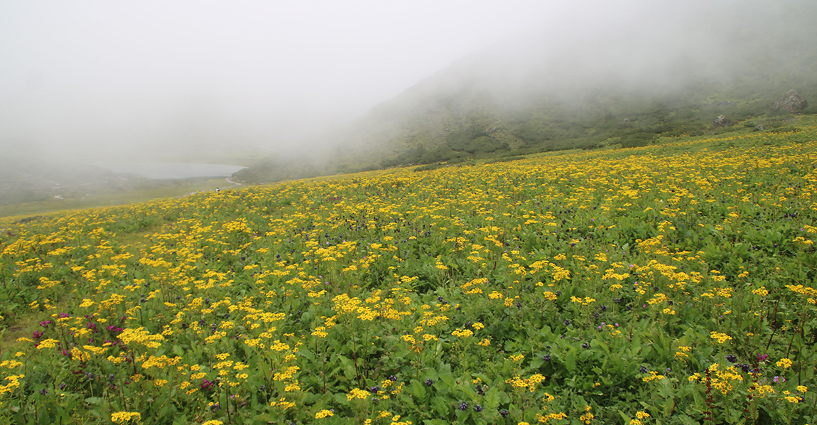 आजका तस्बिर- साउन २२