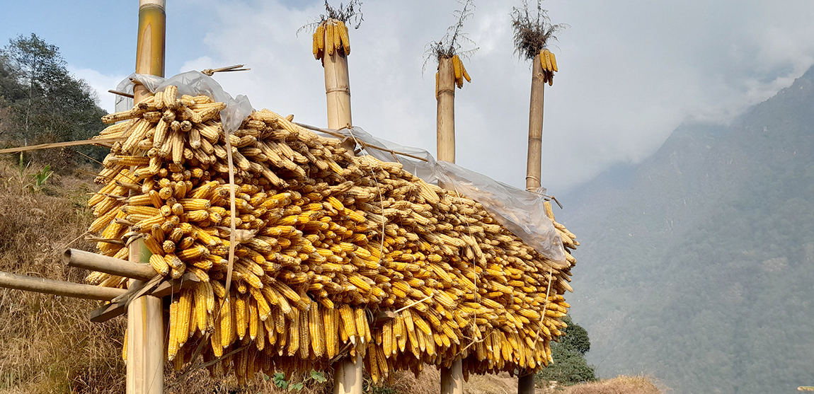 आजका तस्बिर- फागुन २