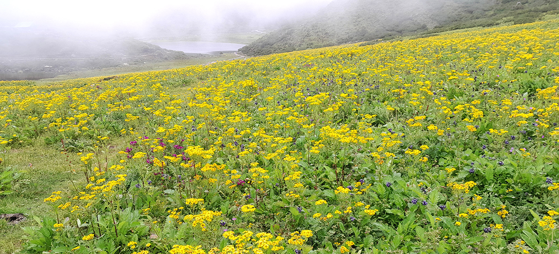 आजका तस्बिर-साउन ३०