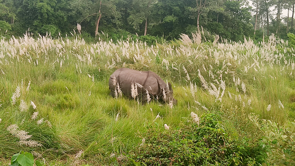 आजका तस्बिर- असोज ५